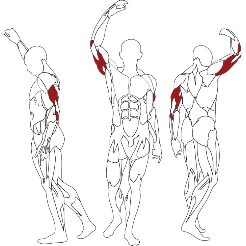 Triceps - Appareils de Musculation - BH FITNESS- Clubs - Entreprises - Collectivités - Associations